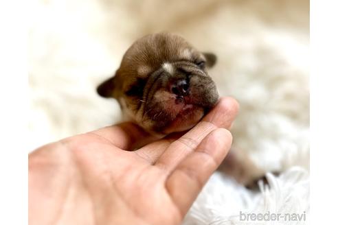 成約済の山口県のフレンチブルドッグ-217300の2枚目