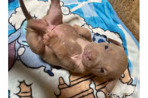 成約済の佐賀県のアメリカンピットブルテリア-217316の25枚目