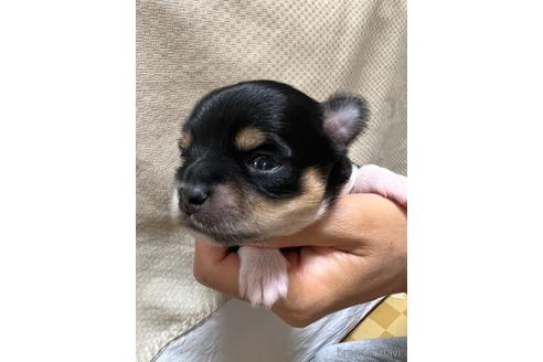 成約済の千葉県のチワワ(ロングコート)-215577の51枚目