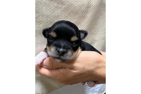 成約済の千葉県のチワワ(ロングコート)-215577の50枚目
