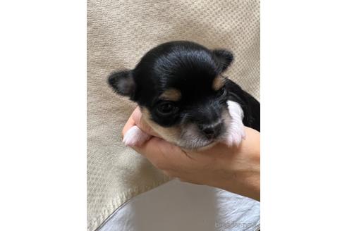 成約済の千葉県のチワワ(ロングコート)-215577の48枚目