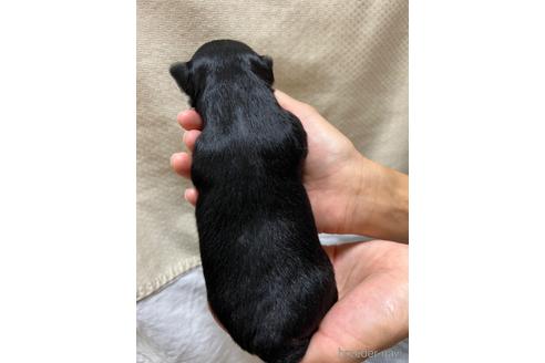 成約済の千葉県のチワワ(ロングコート)-215577の47枚目