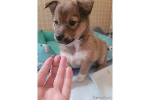 成約済の大分県のその他の犬種-216250