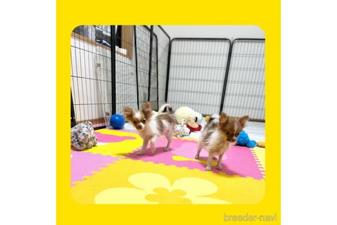 成約済の京都府のポメチワ:ポメラニアン×チワワ-217436の10枚目
