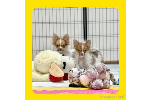 成約済の京都府のポメチワ:ポメラニアン×チワワ-217436の9枚目