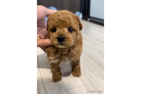 成約済の福岡県のトイプードル-217476の10枚目