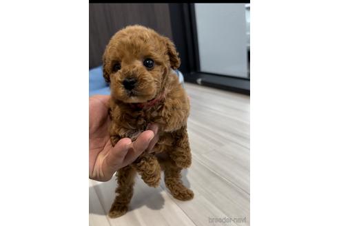 成約済の福岡県のトイプードル-217476の11枚目