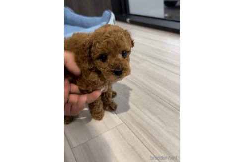 成約済の福岡県のトイプードル-217476の12枚目