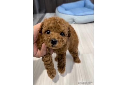 成約済の福岡県のトイプードル-217485の1枚目