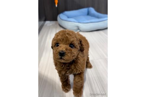 成約済の福岡県のトイプードル-217485の2枚目