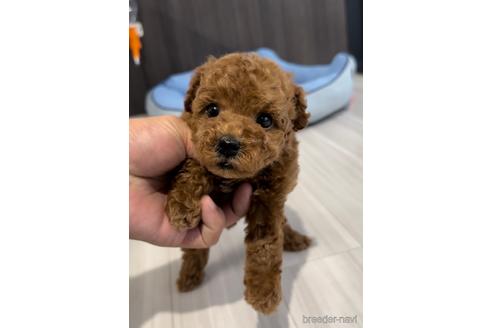 成約済の福岡県のトイプードル-217485の4枚目