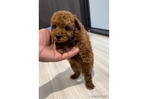 成約済の福岡県のトイプードル-217485の5枚目