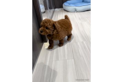 成約済の福岡県のトイプードル-217485の3枚目