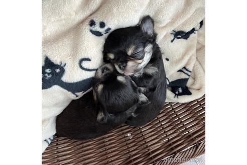成約済の福岡県のチワワ(ロングコート)-212173の20枚目