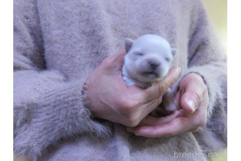 成約済の愛知県のチワワ(ロングコート)-217545の23枚目