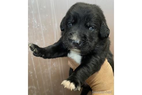 成約済の鹿児島県のミックス犬-214761の1枚目