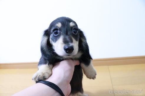 成約済の愛知県のカニンヘンダックスフンド(ロングヘアード)-209189の2枚目