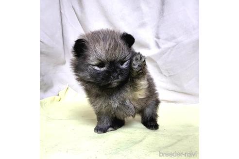 成約済の茨城県のポメラニアン-215316の25枚目