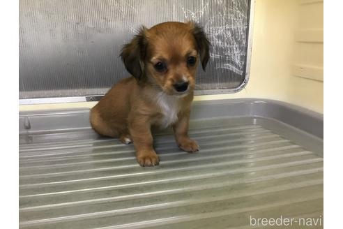 成約済の山形県のチワックス:チワワ×ミニチュアダックスフンド-214308の5枚目