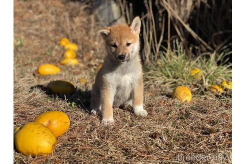 成約済の長野県の柴犬-217593の5枚目