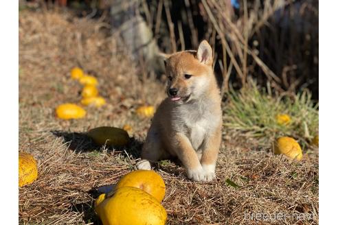 成約済の長野県の柴犬-217593の2枚目
