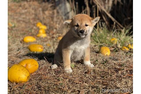 成約済の長野県の柴犬-217593の4枚目