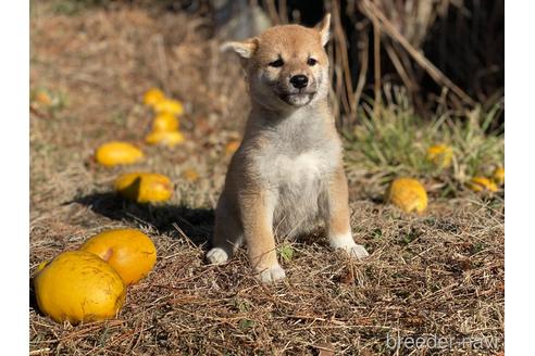 成約済の長野県の柴犬-217593の1枚目