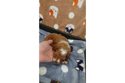 成約済の愛知県のトイプードル-217633の16枚目