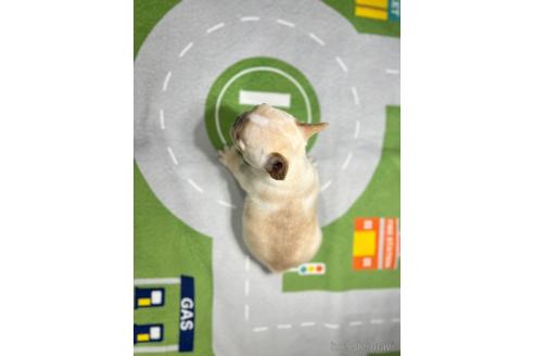 成約済の愛知県のフレンチブルドッグ-215950の6枚目