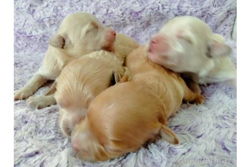 成約済の埼玉県のマルプー:マルチーズ×トイプードル-217644の44枚目