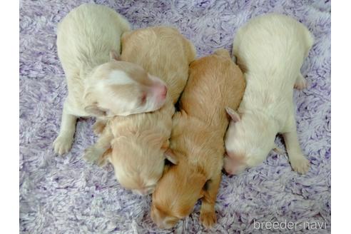 成約済の埼玉県のマルプー:マルチーズ×トイプードル-217644の43枚目