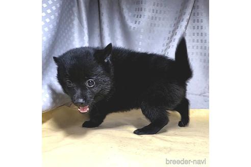 成約済の茨城県のスキッパーキ-212489の3枚目
