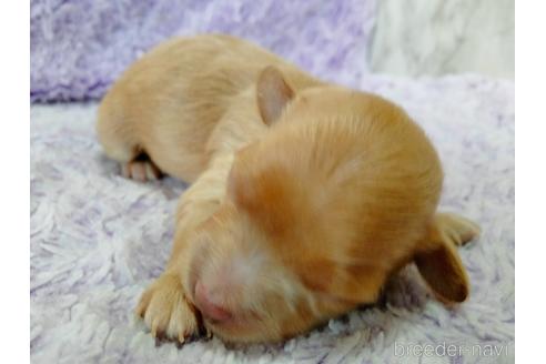成約済の埼玉県のマルプー:マルチーズ×トイプードル-217644の40枚目