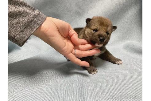 成約済の奈良県の豆柴-217669の4枚目