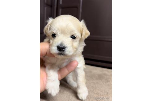 成約済の福岡県のマルプー:マルチーズ×トイプードル-216190の3枚目