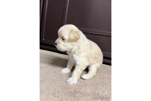 成約済の福岡県のマルプー:マルチーズ×トイプードル-216190