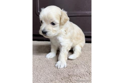 成約済の福岡県のマルプー:マルチーズ×トイプードル-216190の4枚目