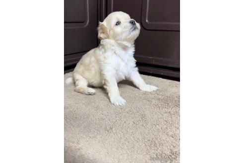 成約済の福岡県のマルプー:マルチーズ×トイプードル-216190の5枚目