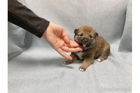 成約済の奈良県の豆柴-217670の7枚目