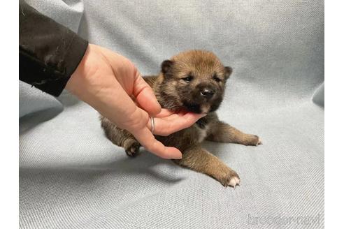 成約済の奈良県の豆柴-217670の6枚目