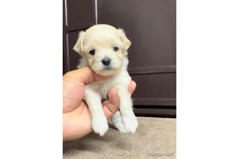 成約済の福岡県のマルプー:マルチーズ×トイプードル-216188の2枚目