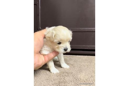 成約済の福岡県のマルプー:マルチーズ×トイプードル-216188の3枚目