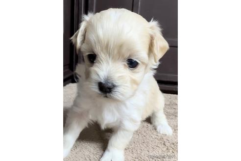 成約済の福岡県のマルプー:マルチーズ×トイプードル-216188