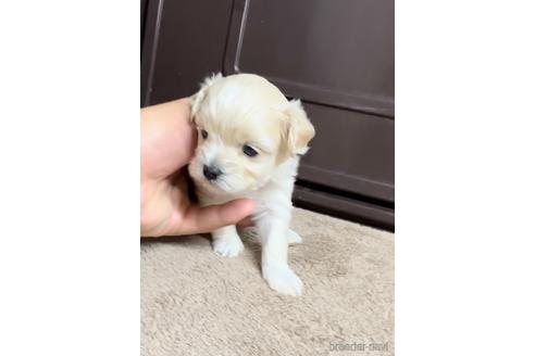 成約済の福岡県のマルプー:マルチーズ×トイプードル-216188の4枚目