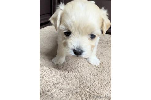 成約済の福岡県のマルプー:マルチーズ×トイプードル-216188の5枚目