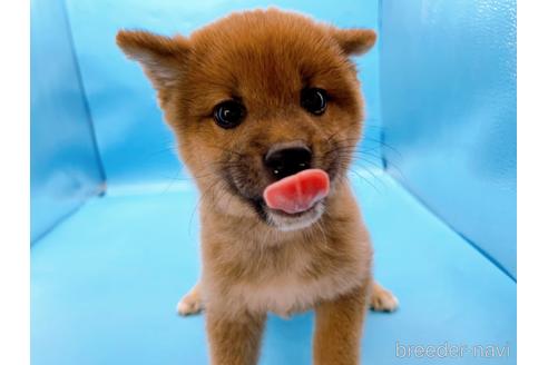 成約済の東京都の豆柴-212688の1枚目