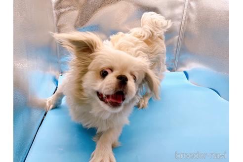 成約済の東京都のペキニーズ-199386の19枚目