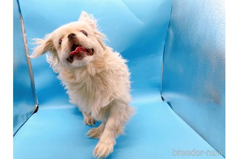 成約済の東京都のペキニーズ-199386の27枚目