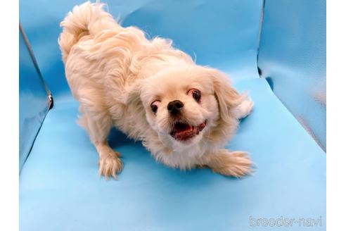 成約済の東京都のペキニーズ-199386の26枚目