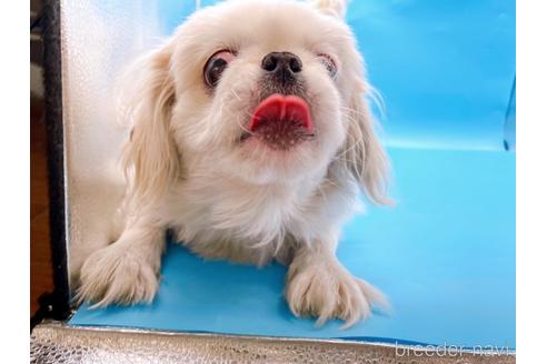 成約済の東京都のペキニーズ-199386の25枚目